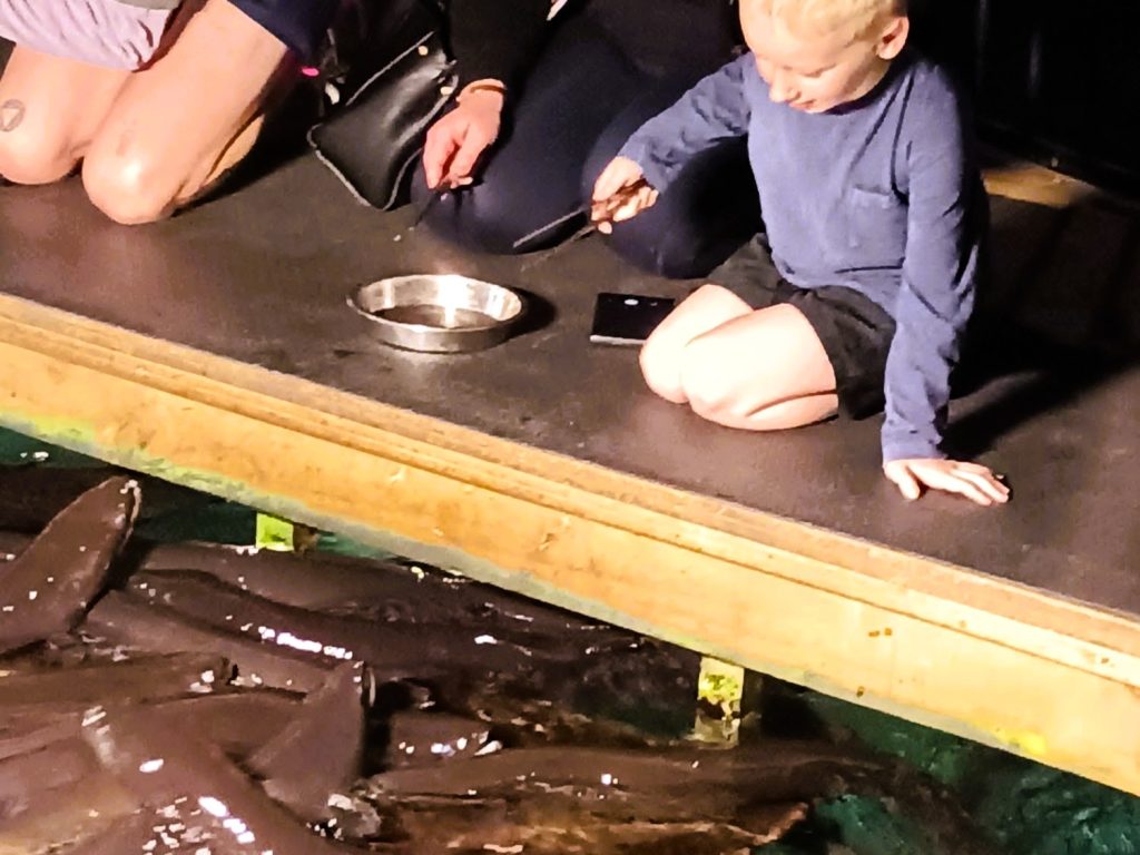 Feeding the eels at National Kiwi Centre